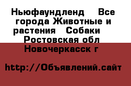 Ньюфаундленд  - Все города Животные и растения » Собаки   . Ростовская обл.,Новочеркасск г.